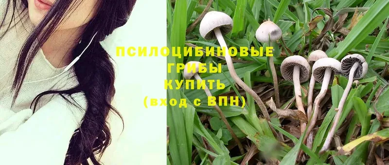 Псилоцибиновые грибы Psilocybe  купить   Владимир 